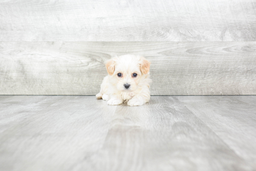 Popular Maltipoo Poodle Mix Pup