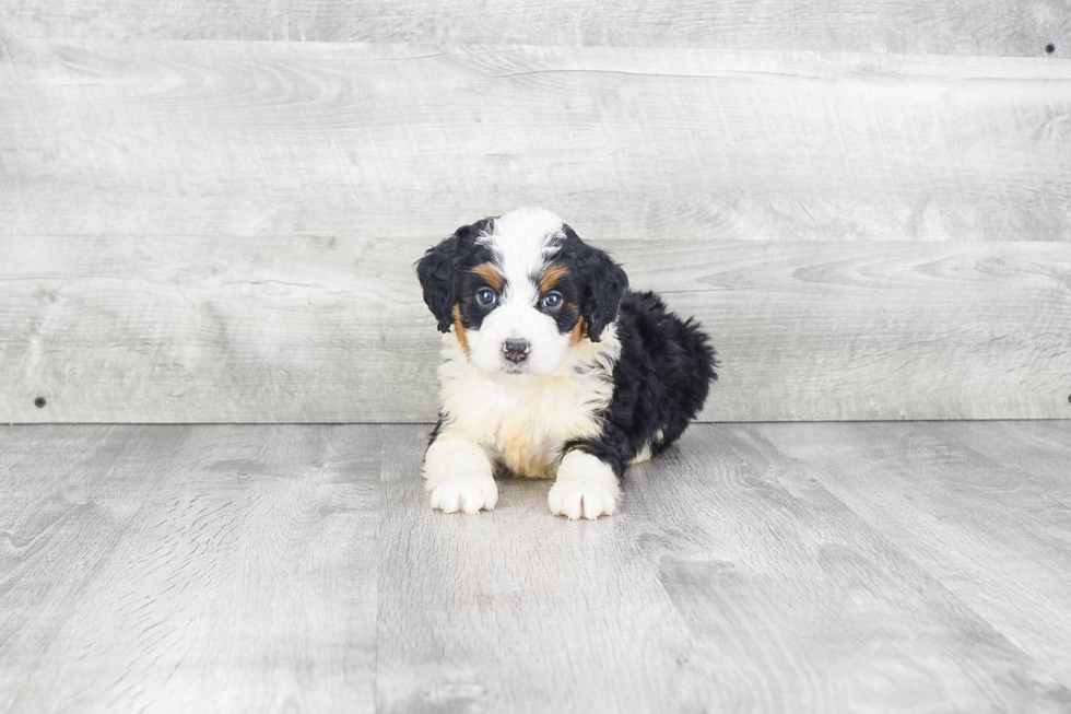 Mini Bernedoodle Puppy for Adoption