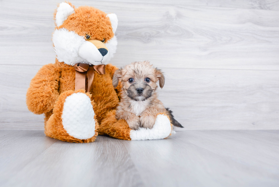 Energetic Yorkie Designer Puppy