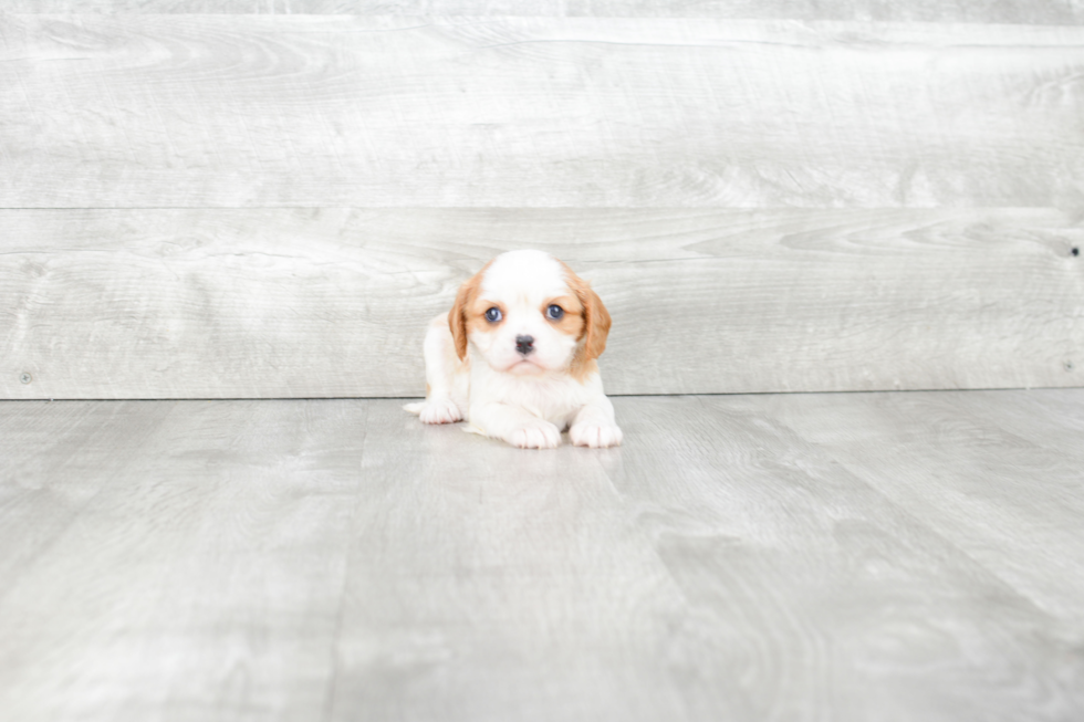 Best Cavalier King Charles Spaniel Baby