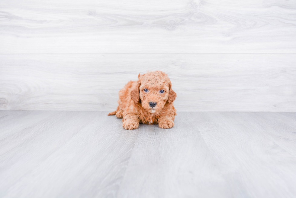 Mini Goldendoodle Puppy for Adoption