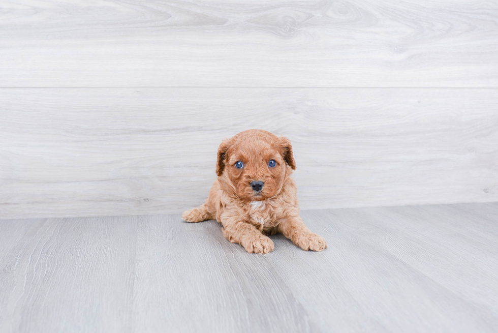 Best Cavapoo Baby