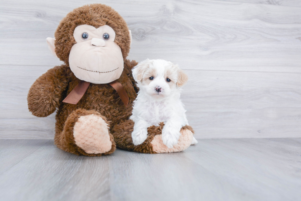 Cute Maltipoo Baby