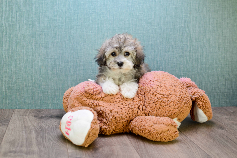 Hypoallergenic Havanese Baby