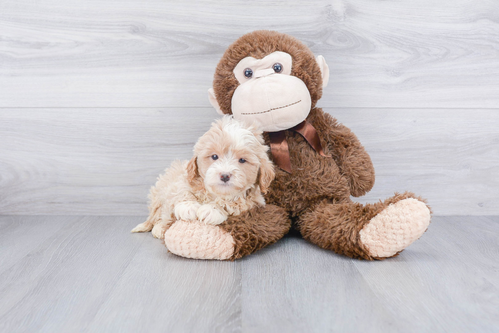 Mini Goldendoodle Pup Being Cute