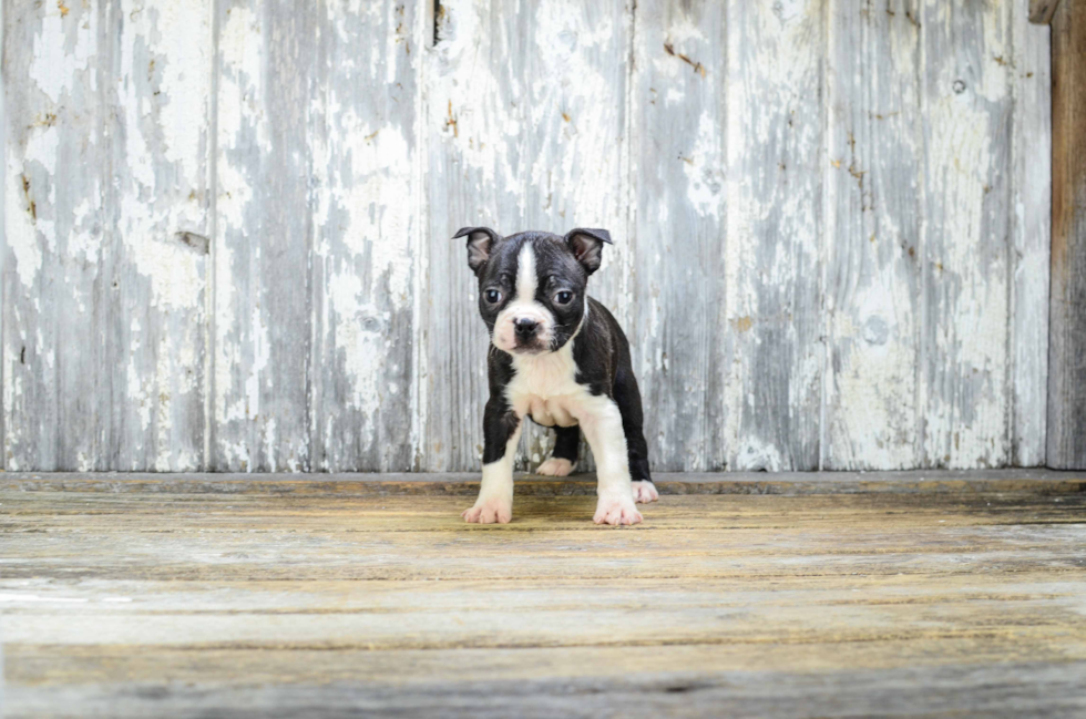 Happy Boston Terrier Purebred Puppy