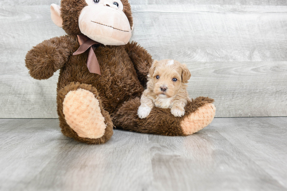 Adorable Maltese Poodle Poodle Mix Puppy