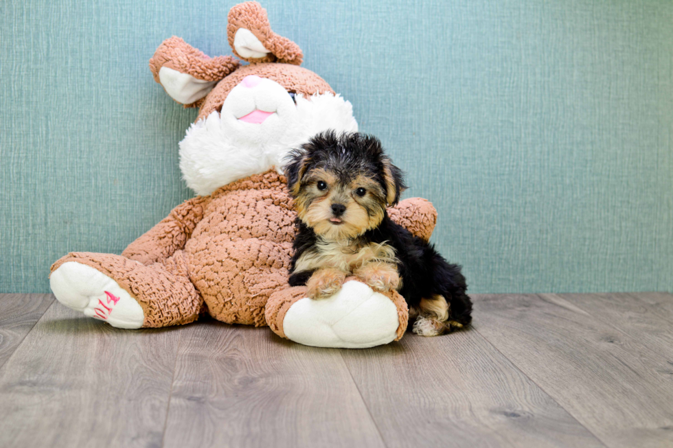 Hypoallergenic Yorkie Designer Puppy