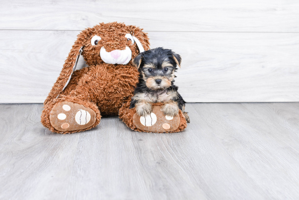 Meet Goldie - our Yorkshire Terrier Puppy Photo 