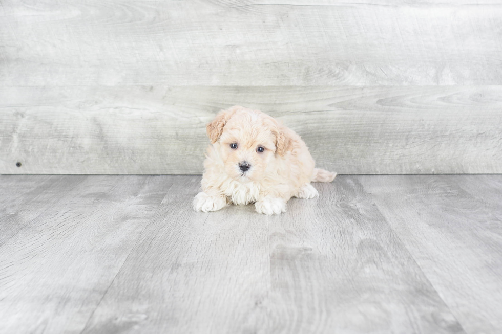 Best Maltipoo Baby