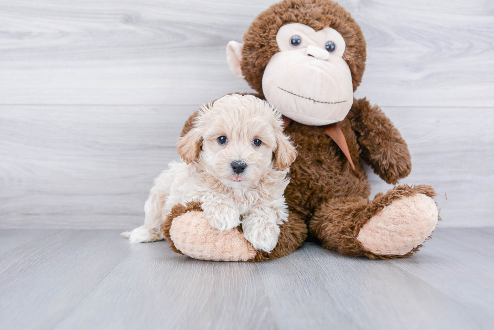 Smart Maltipoo Poodle Mix Pup