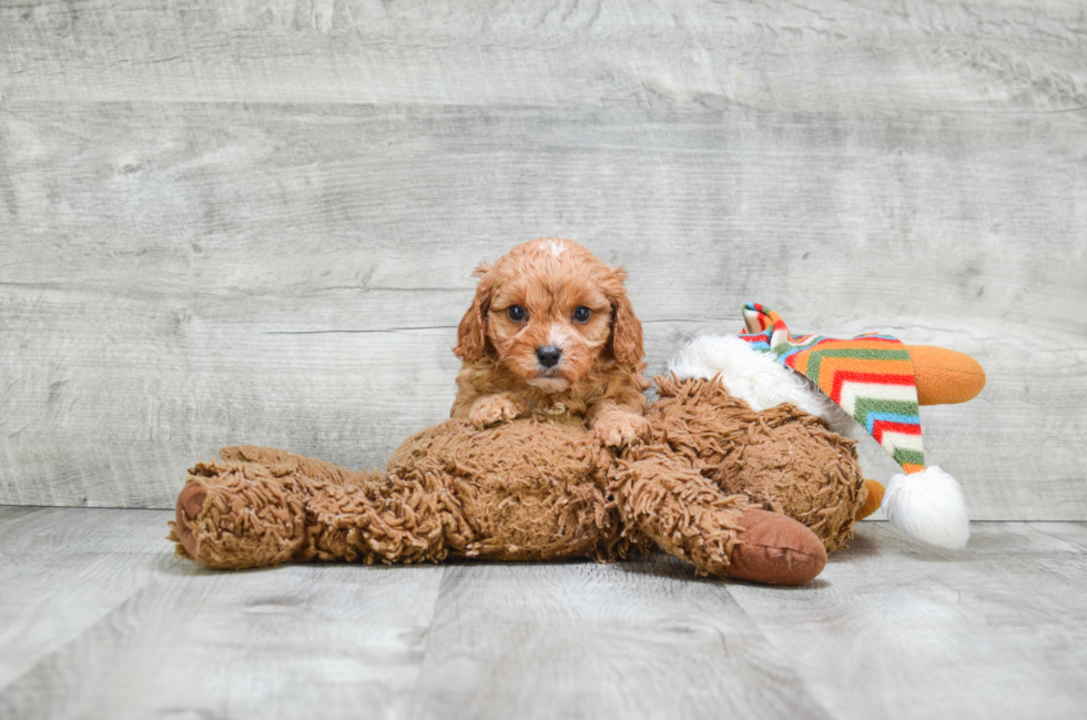 Best Cavapoo Baby