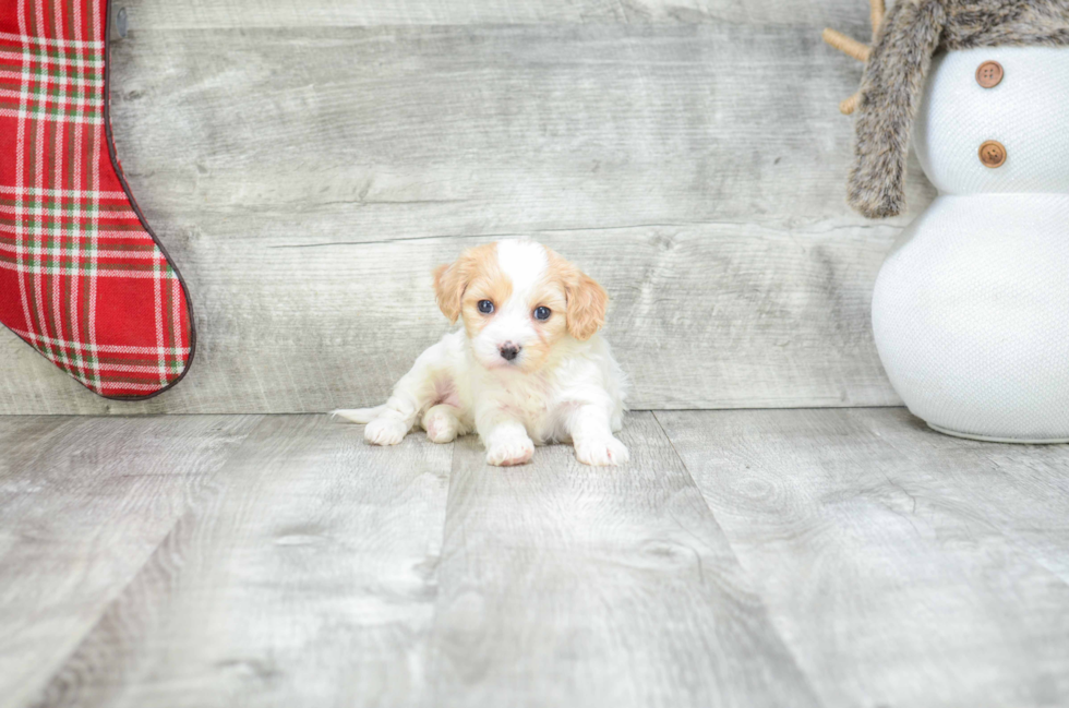 Hypoallergenic Cavalier Designer Puppy