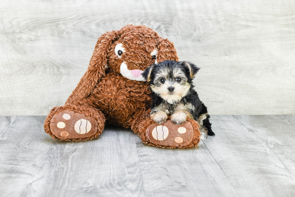 Small Morkie Baby