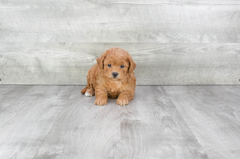 Maltipoo Puppy for Adoption