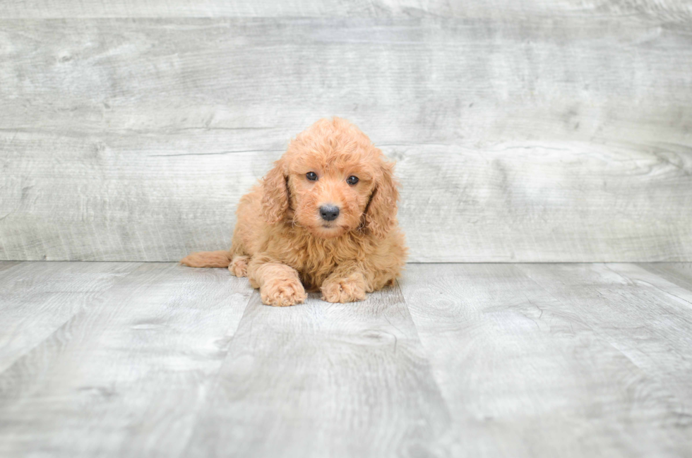 Mini Goldendoodle Puppy for Adoption