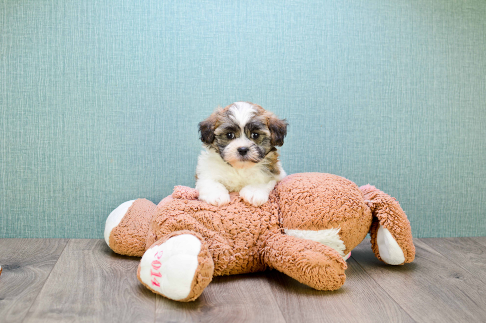 Fluffy Teddy Bear Designer Pup