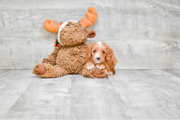 Playful Cavoodle Poodle Mix Puppy