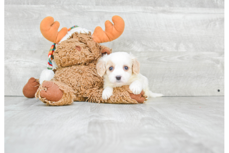 Cavachon Pup Being Cute