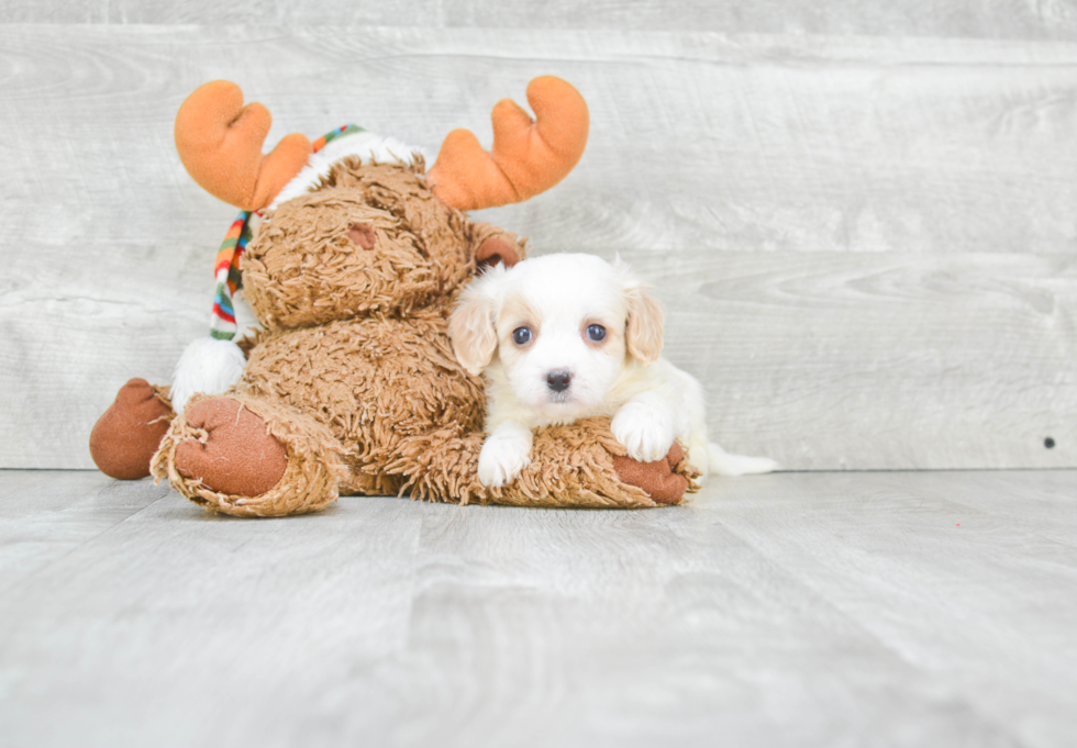 Cavachon Pup Being Cute