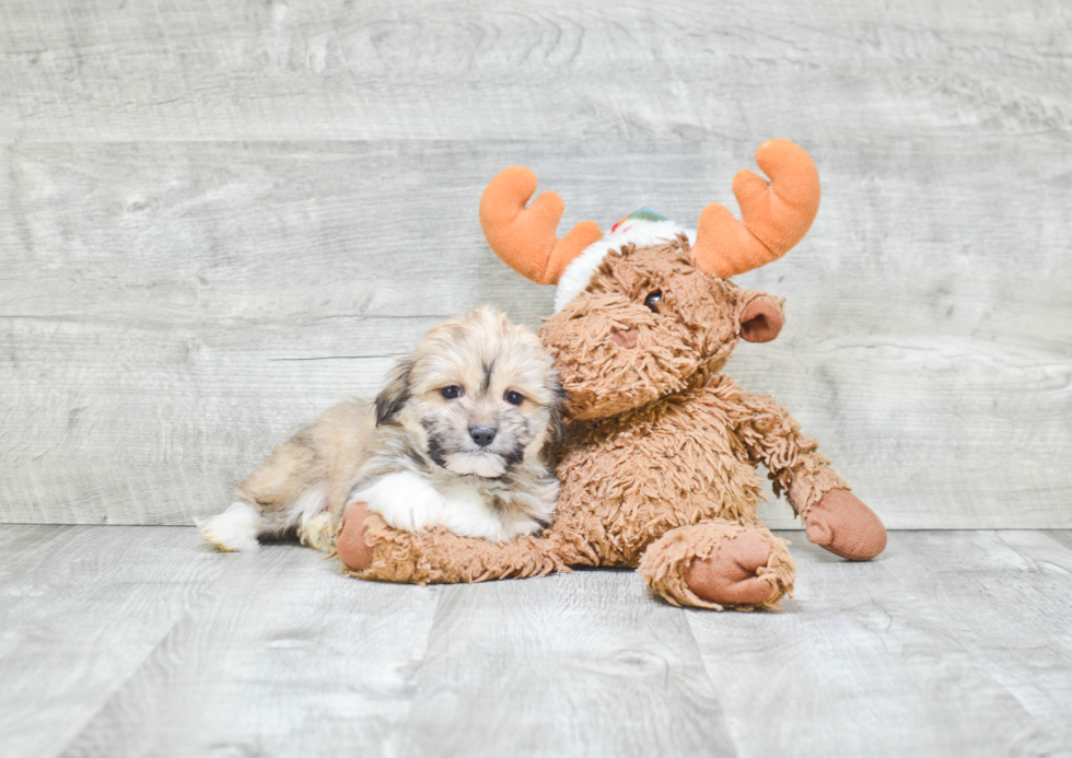 Havanese Pup Being Cute