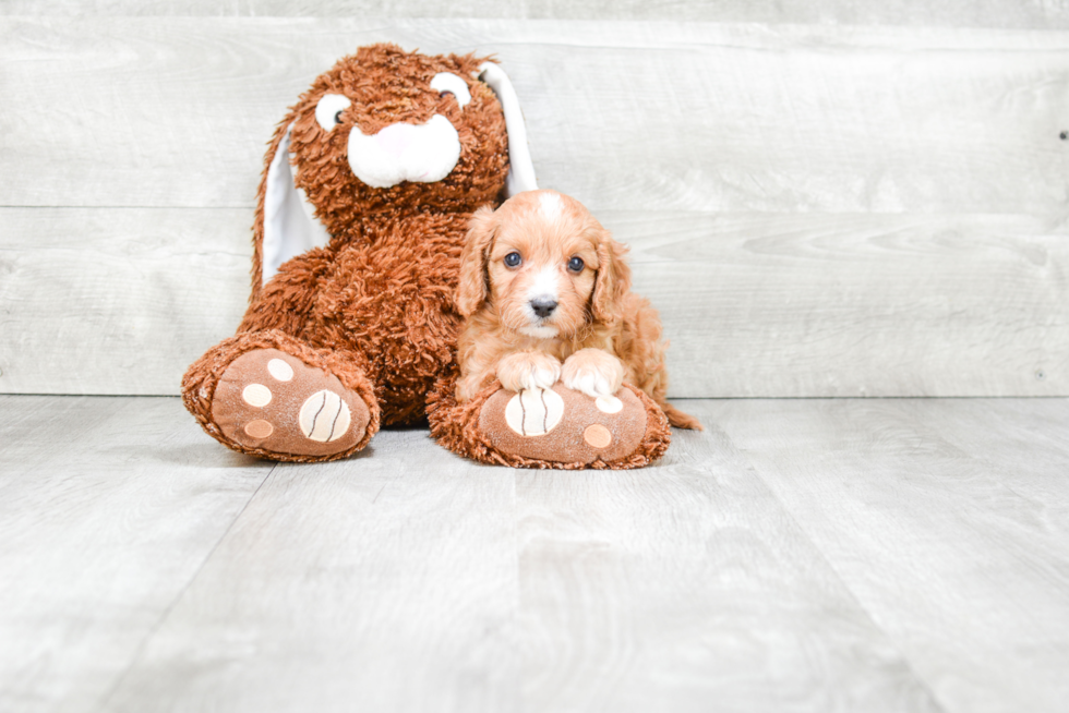 Funny Cavapoo Poodle Mix Pup