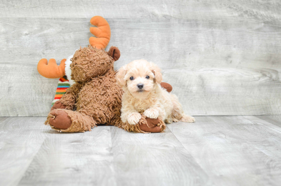 Cute Cavapoo Baby