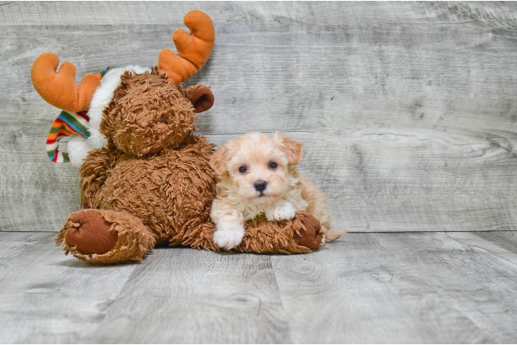 Maltipoo Puppy for Adoption