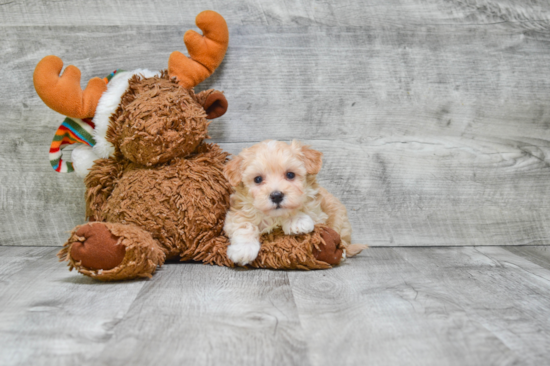 Maltipoo Puppy for Adoption