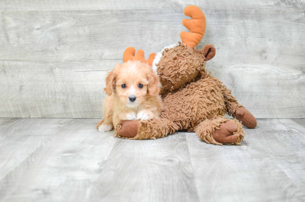 Fluffy Cavapoo Poodle Mix Pup