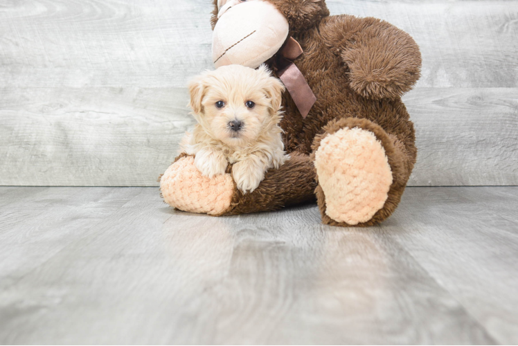 Sweet Maltipoo Baby