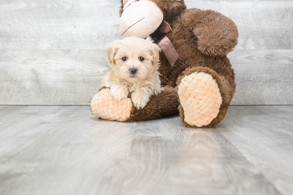 Sweet Maltipoo Baby