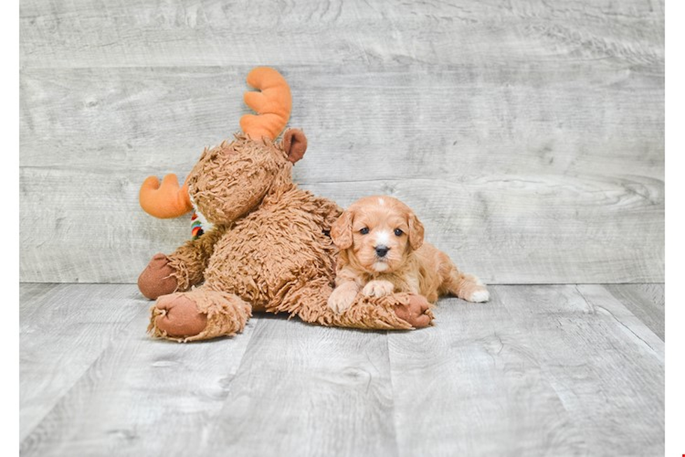 Cavapoo Puppy for Adoption