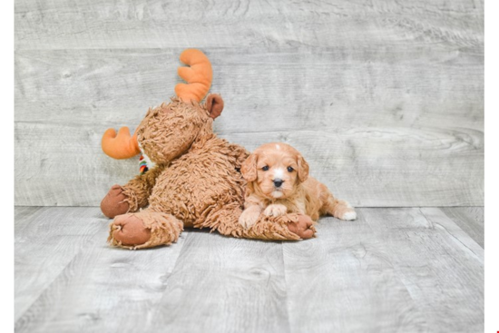 Cavapoo Puppy for Adoption