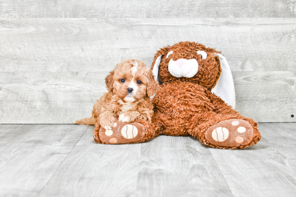 Fluffy Cavapoo Poodle Mix Pup