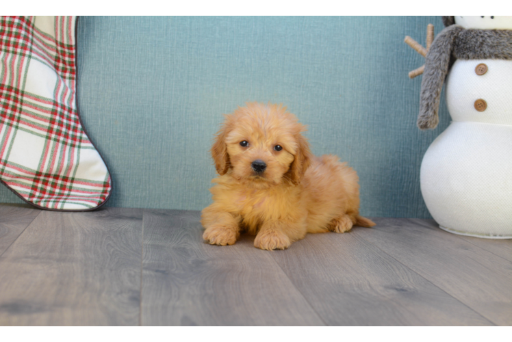 Happy Mini Goldendoodle Baby