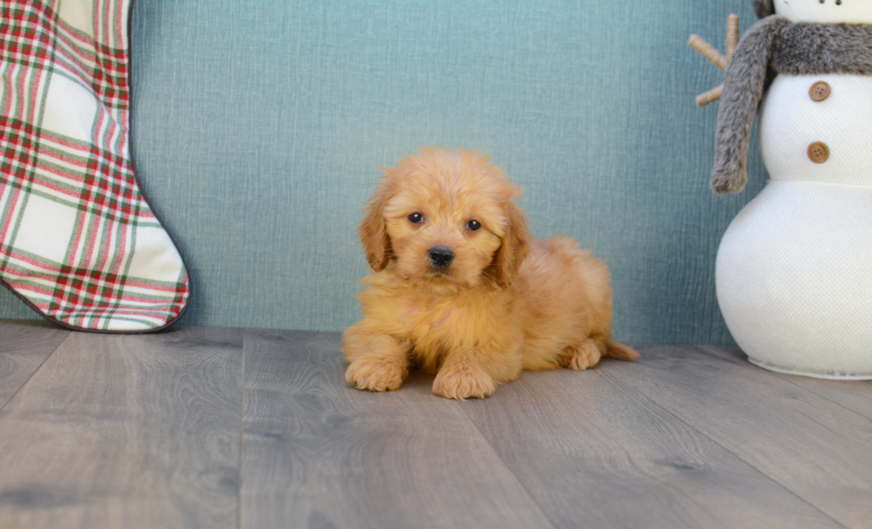 Happy Mini Goldendoodle Baby