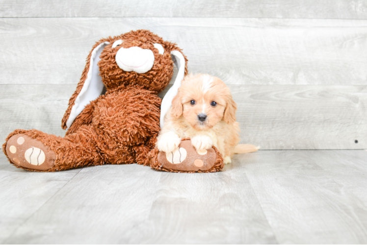 Best Cavachon Baby