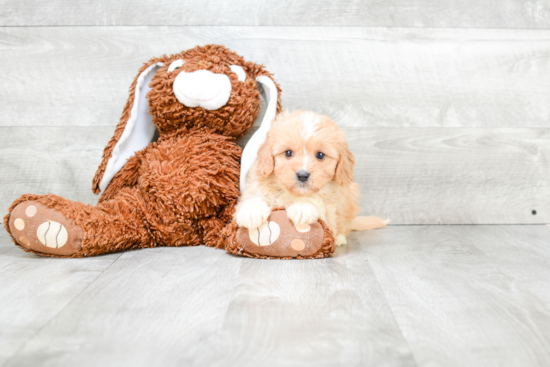 Best Cavachon Baby