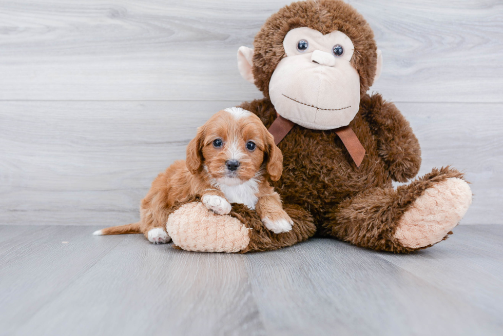 Funny Cavapoo Poodle Mix Pup