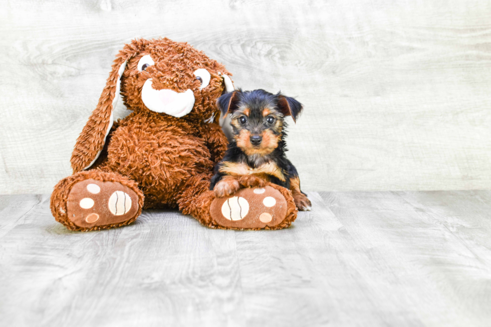 Meet Joey - our Yorkshire Terrier Puppy Photo 