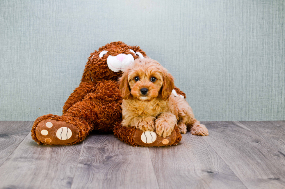 Best Cavapoo Baby