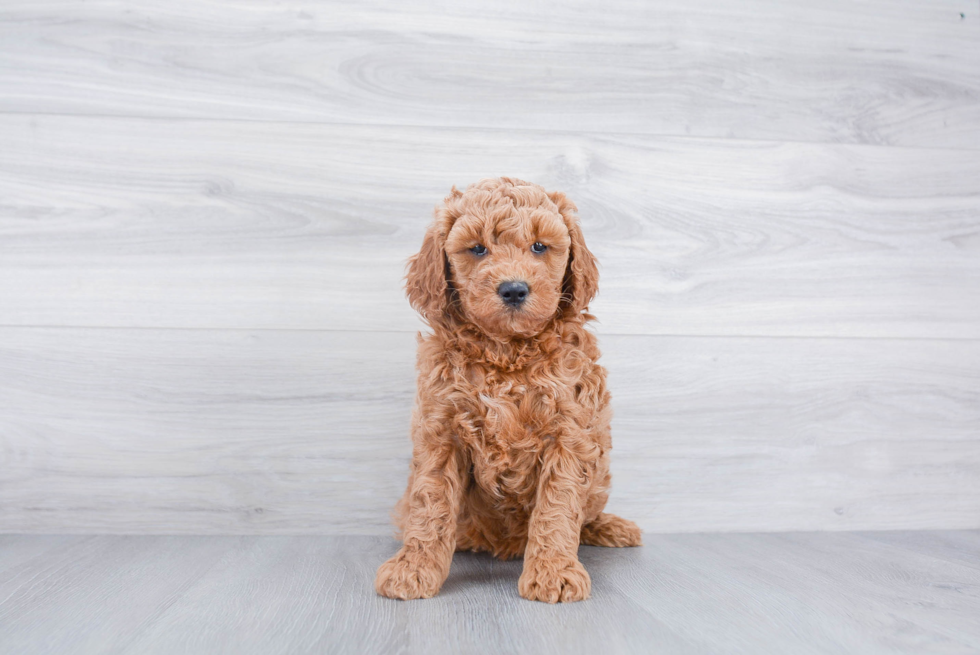 Mini Goldendoodle Pup Being Cute