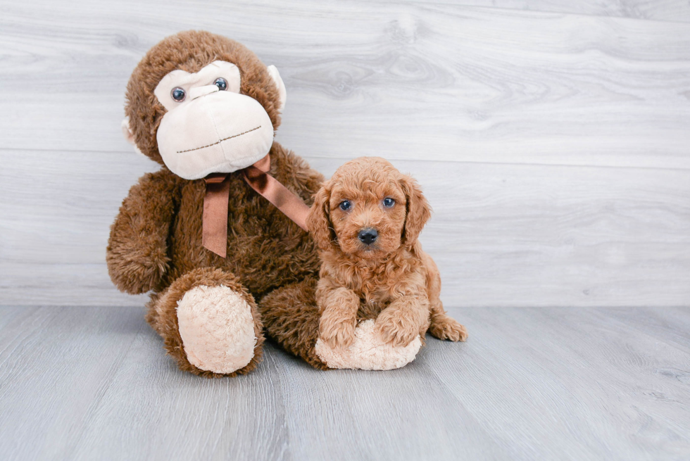 Happy Mini Goldendoodle Baby