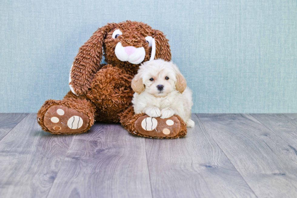 Mini Goldendoodle Pup Being Cute