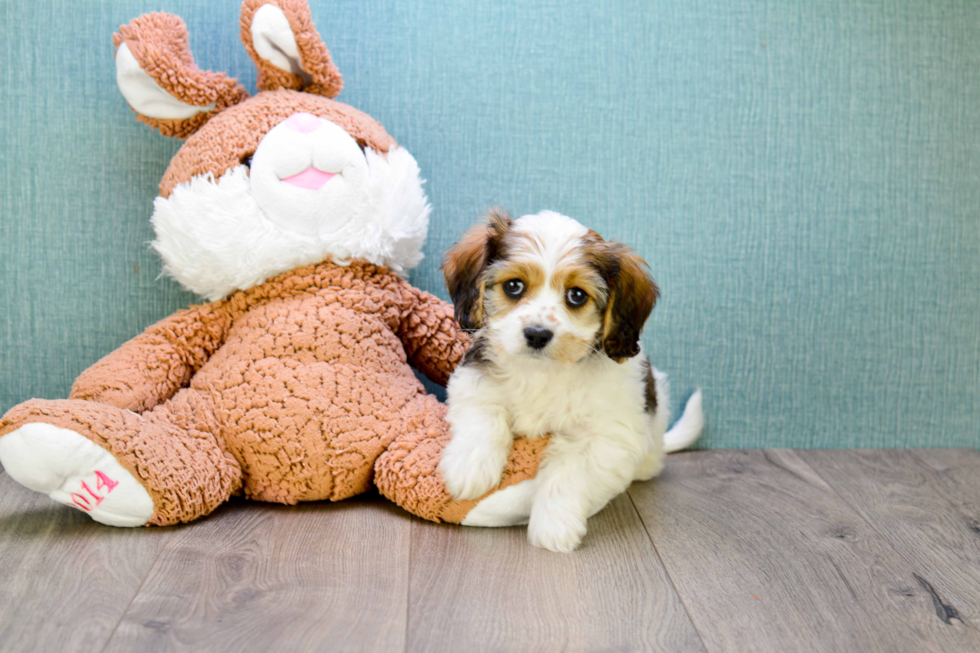 Best Cavachon Baby