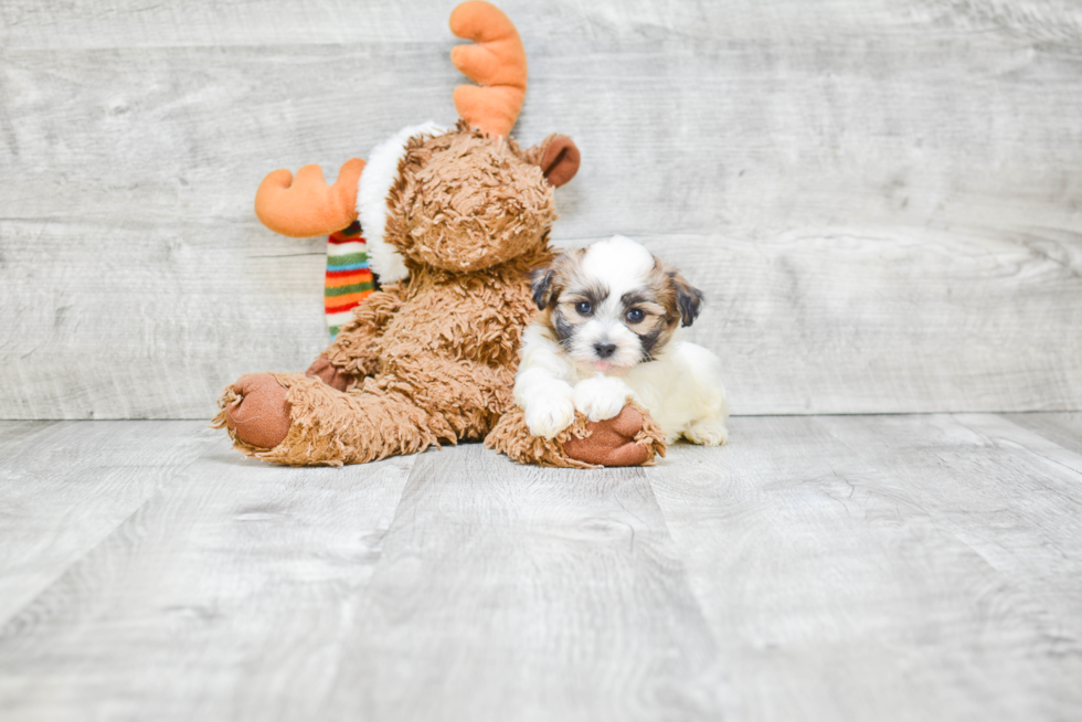 Teddy Bear Pup Being Cute