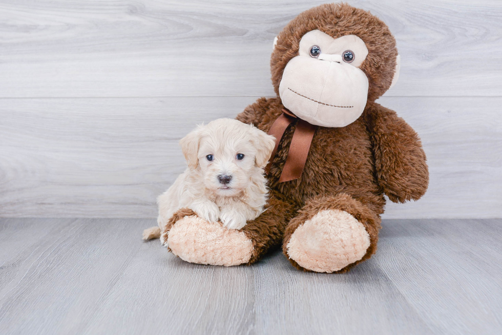 Best Maltipoo Baby