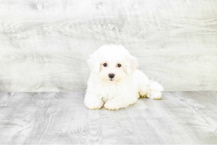 Best Bichon Frise Baby