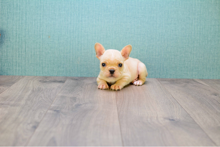 Akc Registered French Bulldog Baby